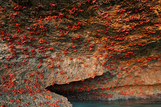 RED CRABS, CHRISTMAS ISLAND