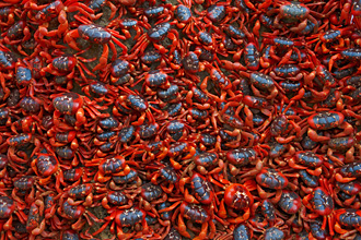 RED CRABS, CHRISTMAS ISLAND