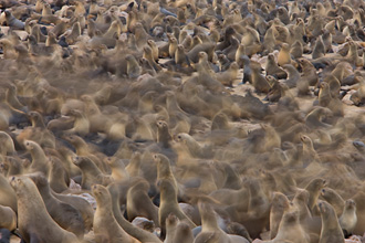 CAPE FUR SEALS, NAMIBIA