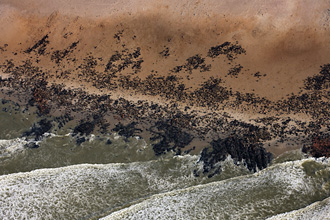 CAPE FUR SEALS (AERIAL PHOTO), NAMIBIA